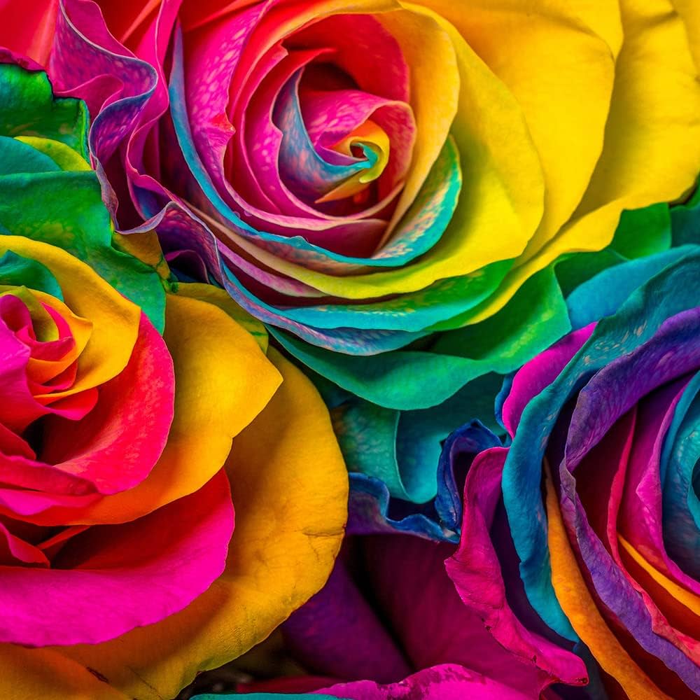 holland rainbow flower seeds