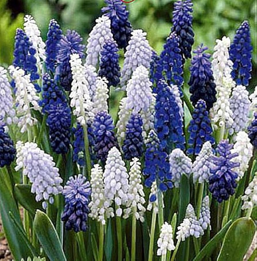 blue delft flower seeds
