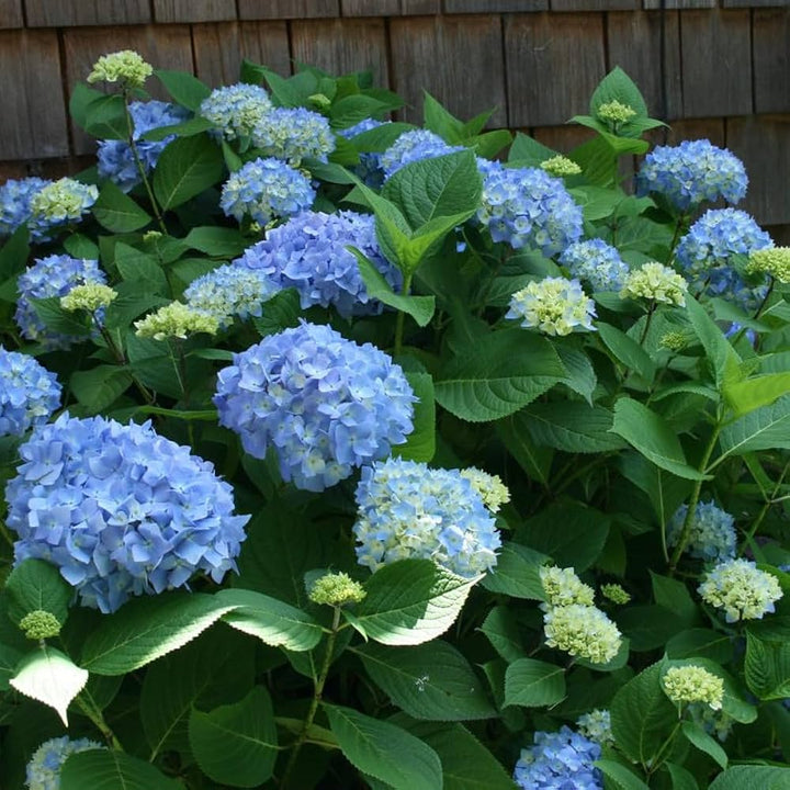 Edgeworthian Flower Seeds Blue – Heirloom Non-GMO High Germination Seeds