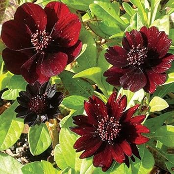 chocolatecosmosflowerheirloomnongmo flower seeds