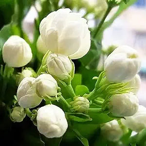 jasmine flower flower seeds
