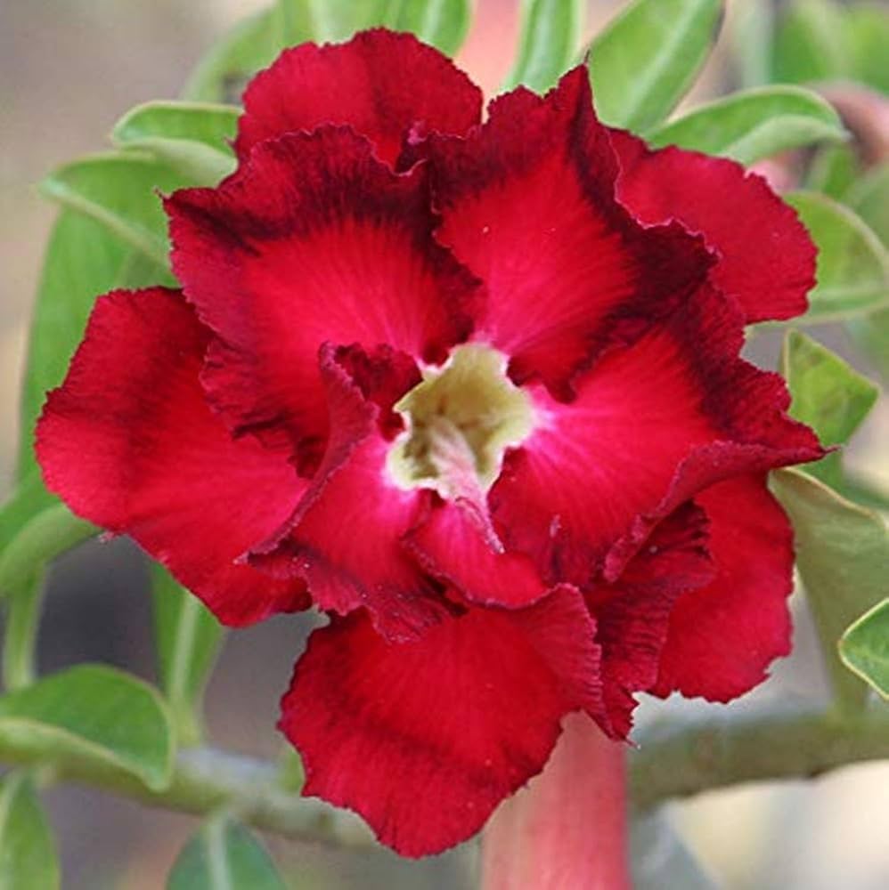 Red Black Desert Rose Adenium Seeds for Planting