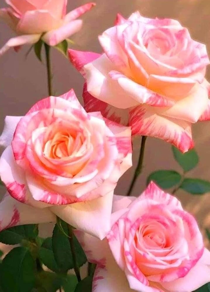 rare rose flower seeds