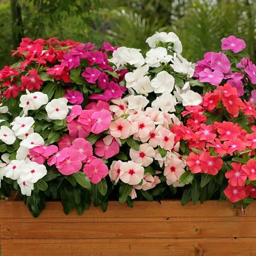 Mixed Vinca Flower Seeds – Heirloom Non-GMO High Germination Organic Garden Seeds