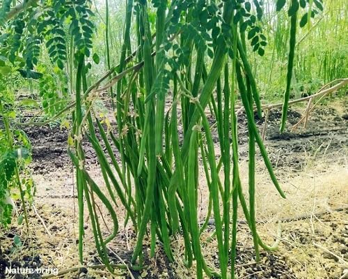 Green Moringa Seeds – Heirloom, Non-GMO, High Germination Organic Garden Seeds Planting
