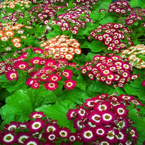 Pieces Mixed Cineraria Flower Seeds – Heirloom, Non-GMO, High Germination Organic Garden Seeds for Planting