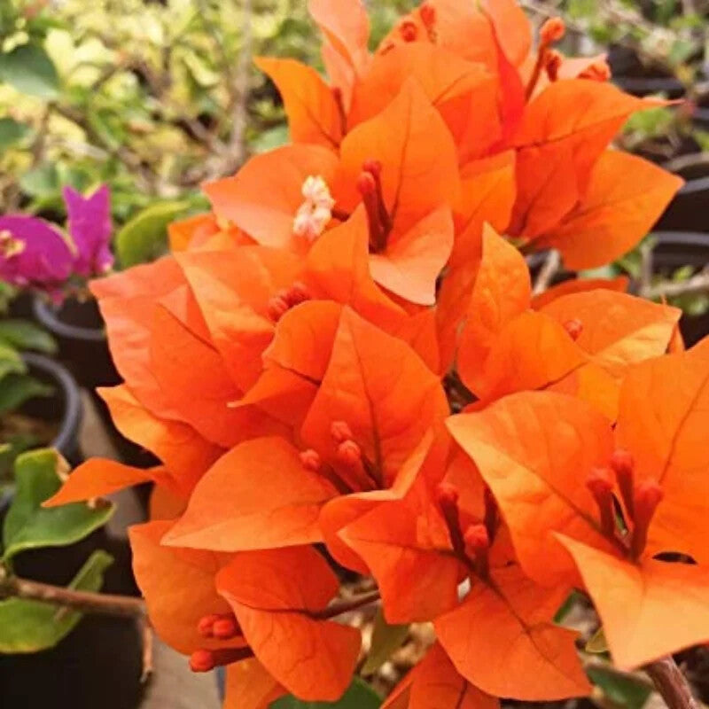 Orange Perennial Giant Bougainvillea Flower Seeds for Planting – Heirloom Non-GMO Organic Garden Seeds