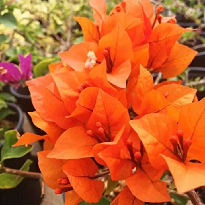 Orange Perennial Giant Bougainvillea Flower Seeds for Planting – Heirloom Non-GMO Organic Garden Seeds