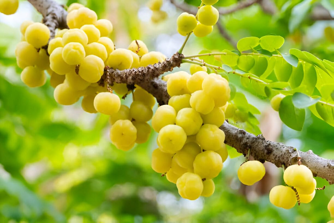 Yellow Phyllanthus Acidus Fruit Seeds – Heirloom Non-GMO High Germination Organic Seeds