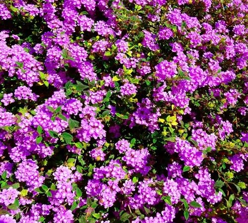 purplelantanaflowerheirloomnongmo flower seeds