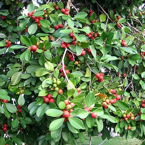 Red Guava Seeds – Heirloom, Non-GMO, High Germination Organic Garden Seeds