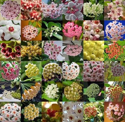 Mixed Hoya Carnosa Flower Seeds – Heirloom, Non-GMO, High Germination Seeds