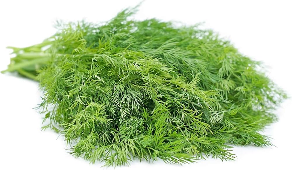 Dill For herb seeds
