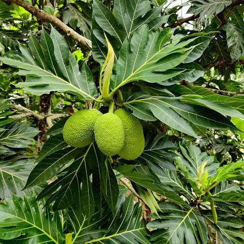 Green Breadfruit Seeds – Heirloom, Non-GMO, High Germination Organic Garden Seeds