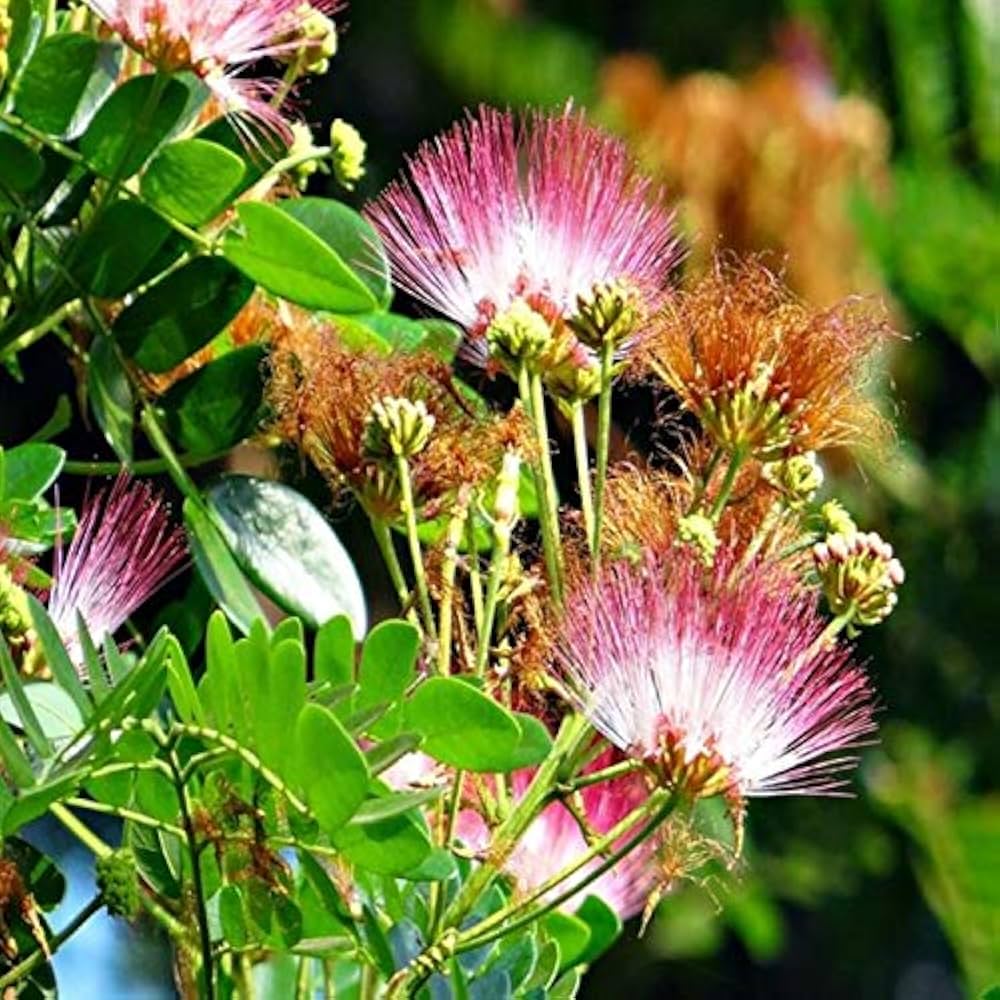 albizia flower flower seeds