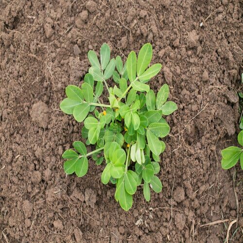 Green Peanut herb seeds