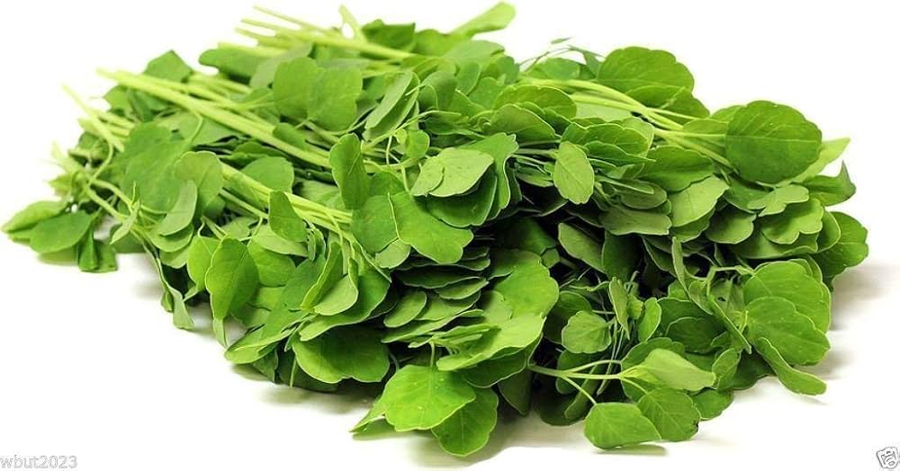 Bolivian Coriander herb seeds