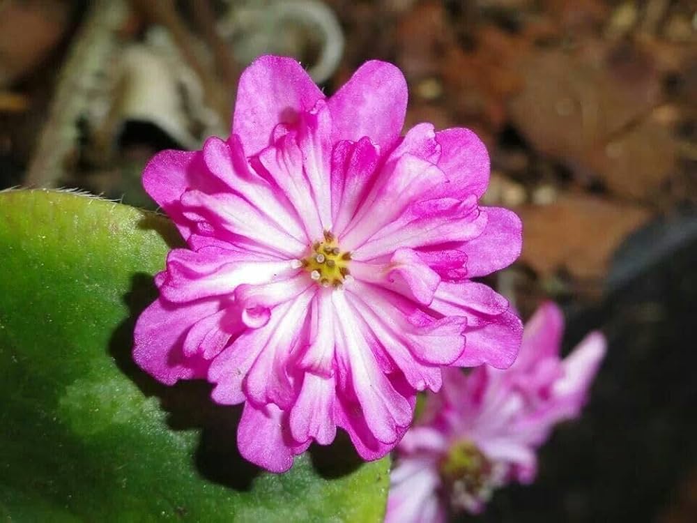 alpine flower flower seeds