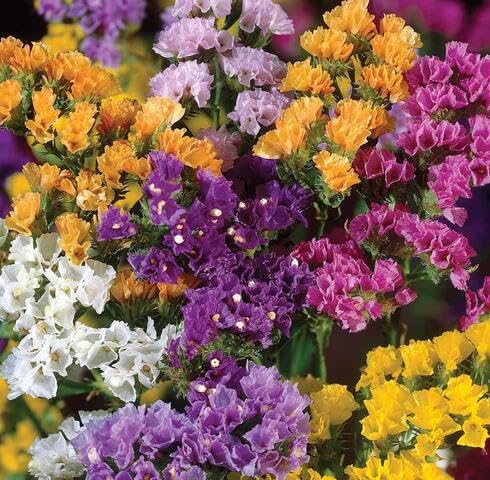 Mix Statice Flower Seeds – Heirloom, Non-GMO, High Germination Organic Garden Seeds