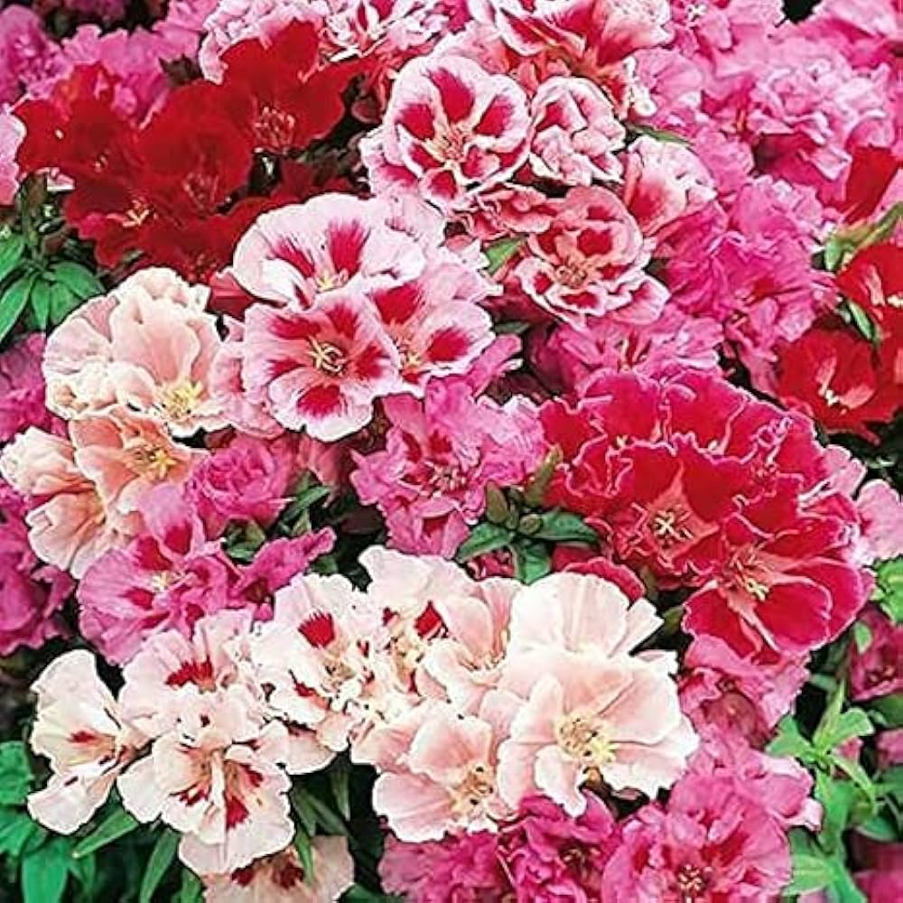 clarkia clarkia flower seeds
