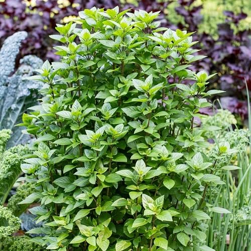Basil Licorice Plant Seeds Heirloom Non-GMO High Germination Organic Garden Seeds for Planting