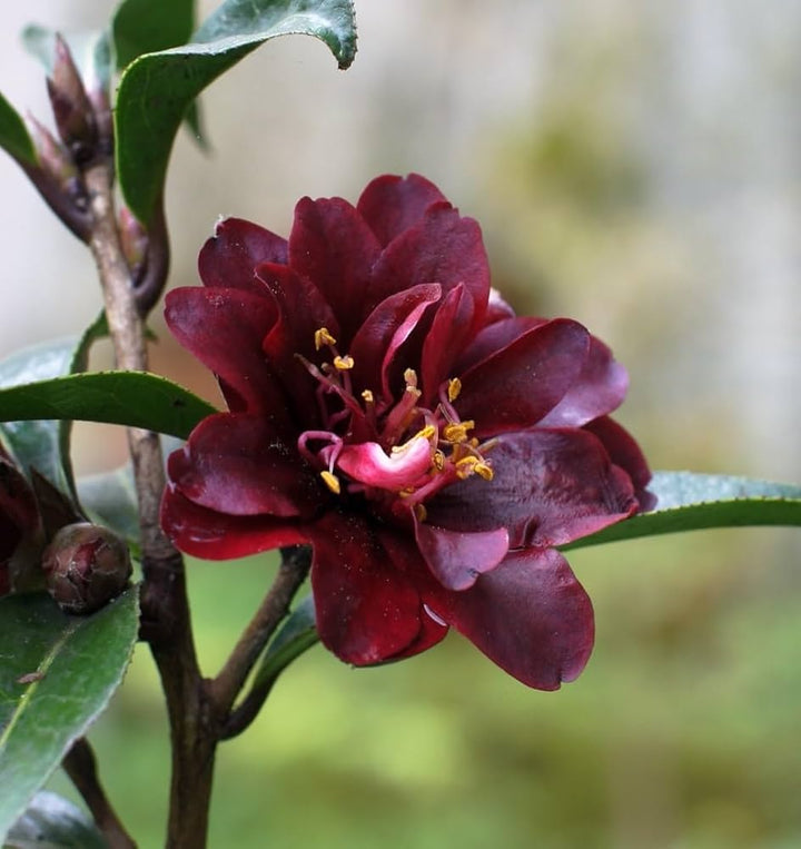 Maroon Perennial Camellia Flower Seeds – Heirloom, Non-GMO, High Germination Seeds