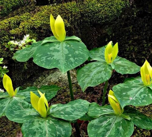 Yellow Trillium Luteum Flower Seeds Heirloom Non-GMO High Germination Organic Garden Seeds