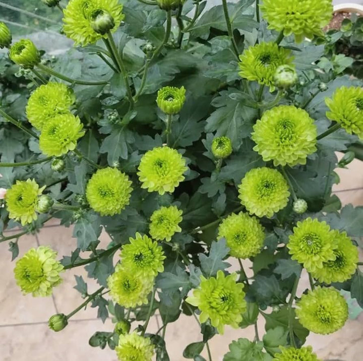 Chrysanthemum Flower Seeds Green for Planting – Heirloom Non-GMO High Germination