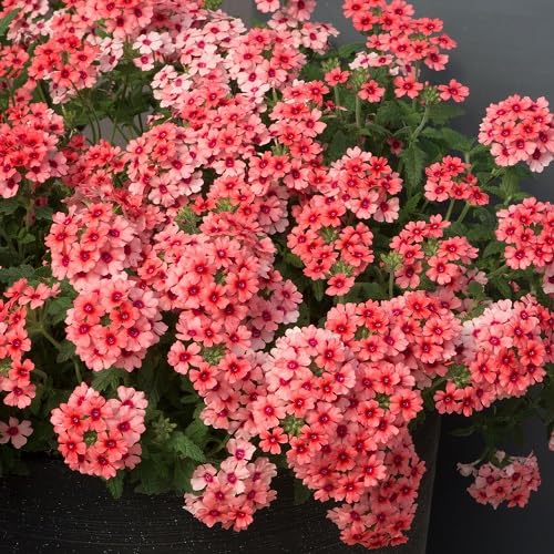 red verbena flower heirloom non-gmo seeds