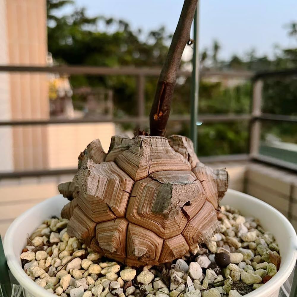 dioscorea elephantipes flower seeds