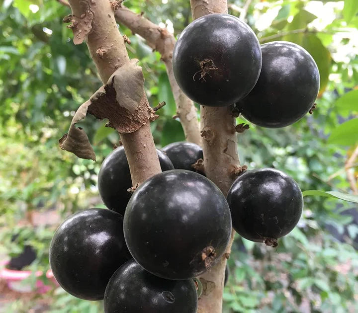Jaboticaba (Myrciaria Cauliflora) Fruit Seeds for Planting – Exotic Heirloom Non-GMO High Germination Organic Garden Seeds Unique Garden Fruits