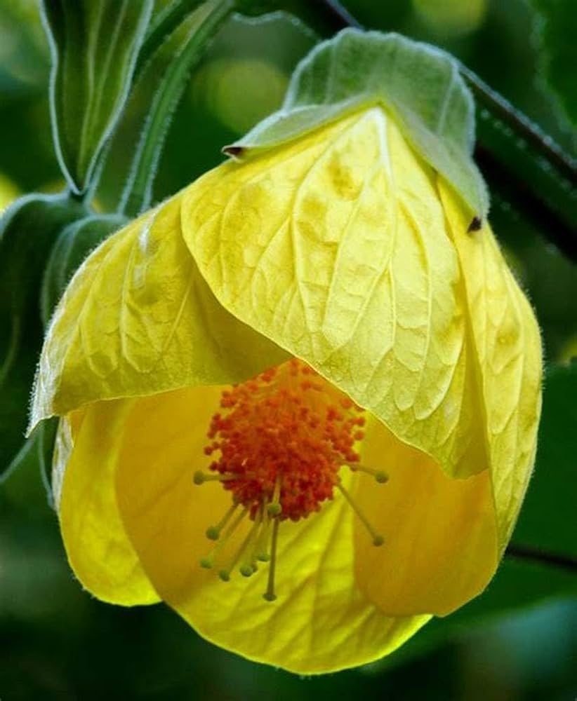 Yellow Lantern Hibiscus Flower Seeds – Heirloom Non-GMO High Germination Seeds