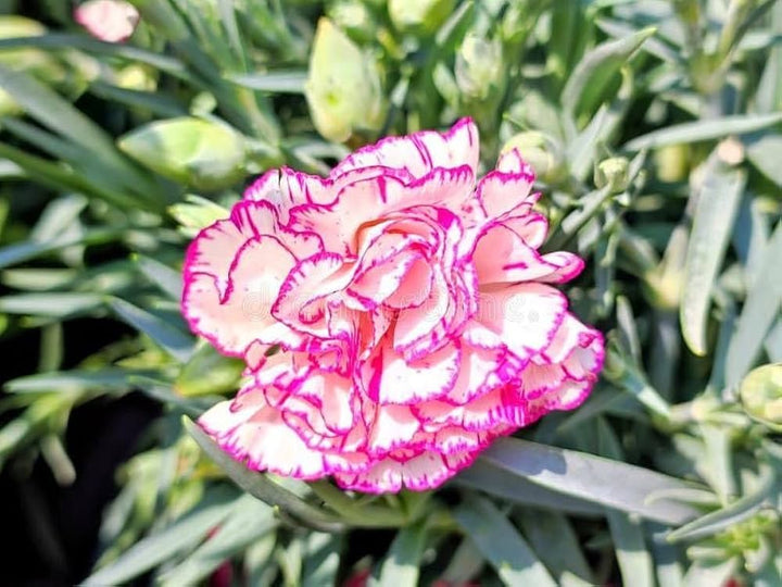Pink Caryophyllus Flower Seeds Heirloom Non-GMO High Germination Organic Garden Seeds for Planting