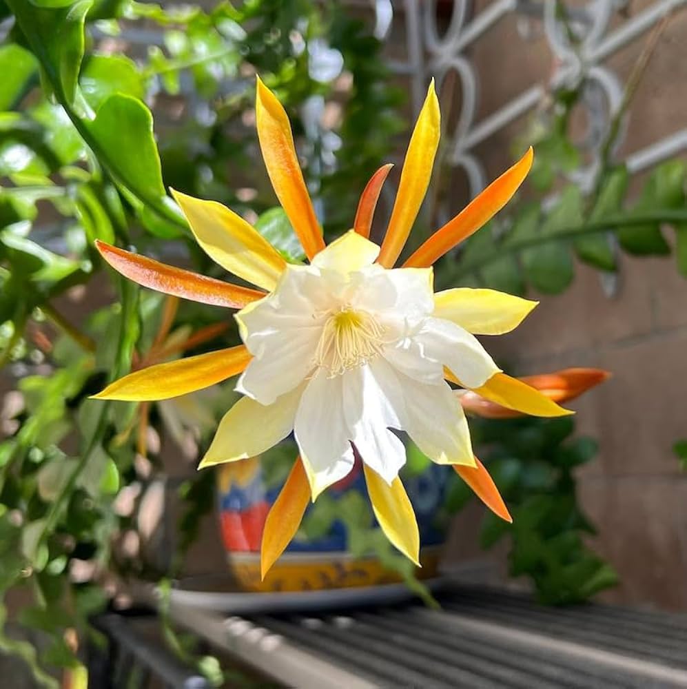 epiphyllum epiphyllum flower seeds