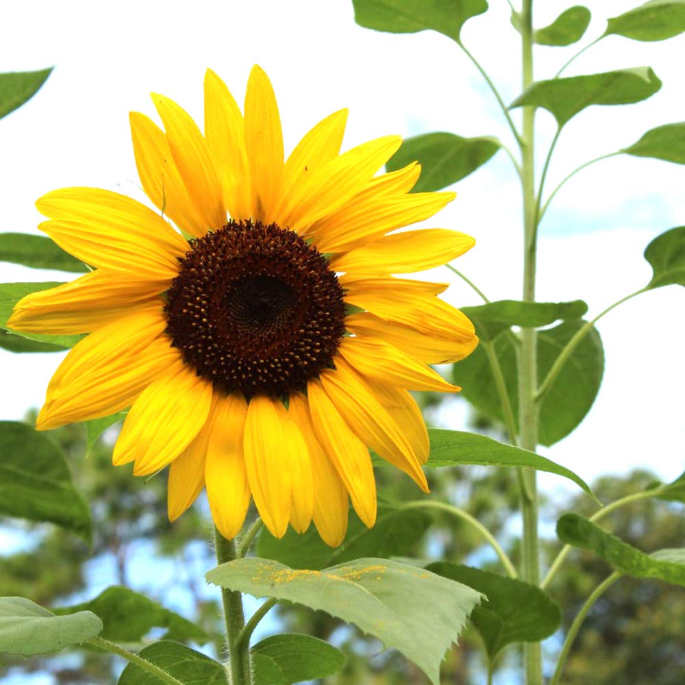 yellow sunrise flower seeds