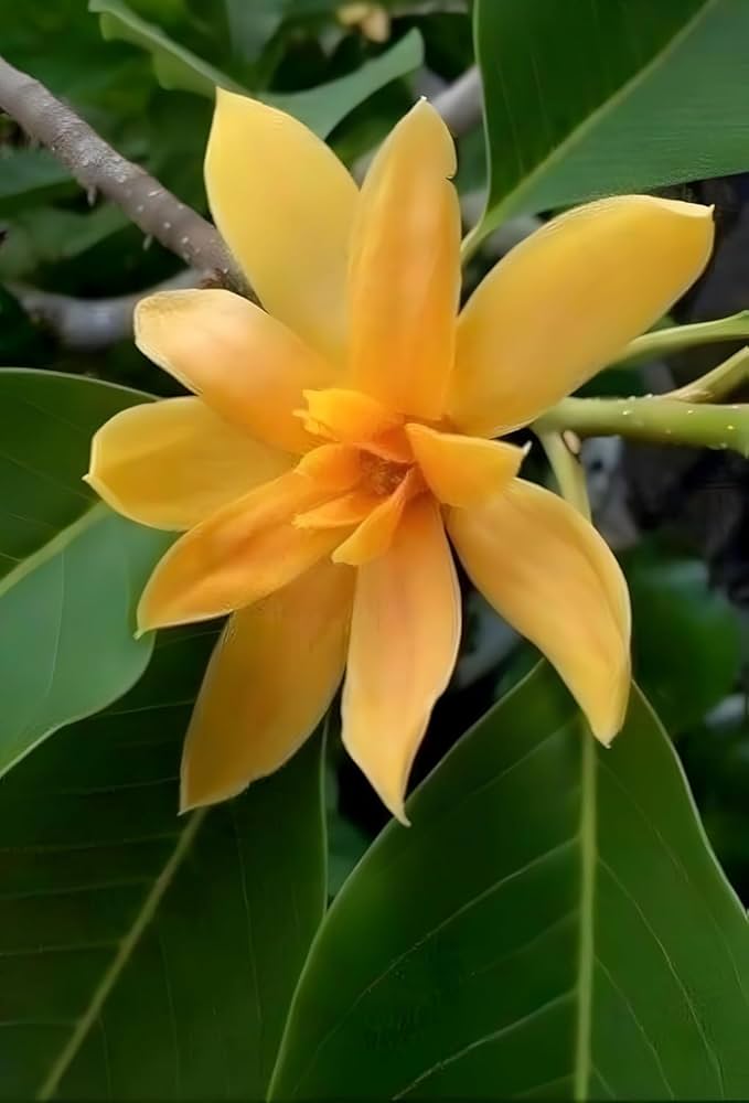 Orange Michelia Alba Flower Seeds – Heirloom, Non-GMO, High Germination Seeds