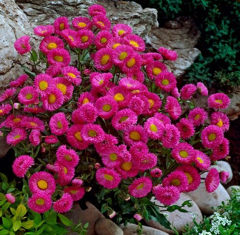Rosa Erigeron Speciosus Blumensamen – Heirloom, gentechnikfrei, keimstarke Bio-Gartensamen zum Pflanzen