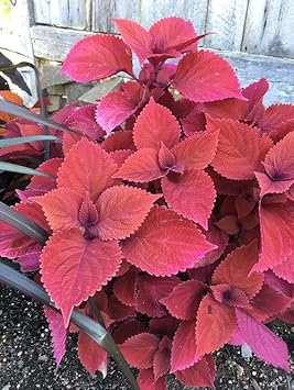coleusheirloomnongmo flower seeds