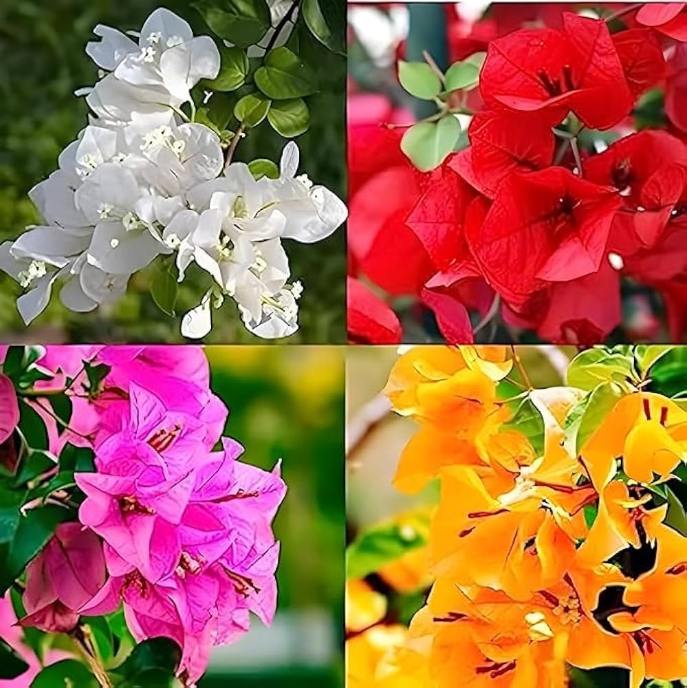 Blooming Bougainvillea herb seeds