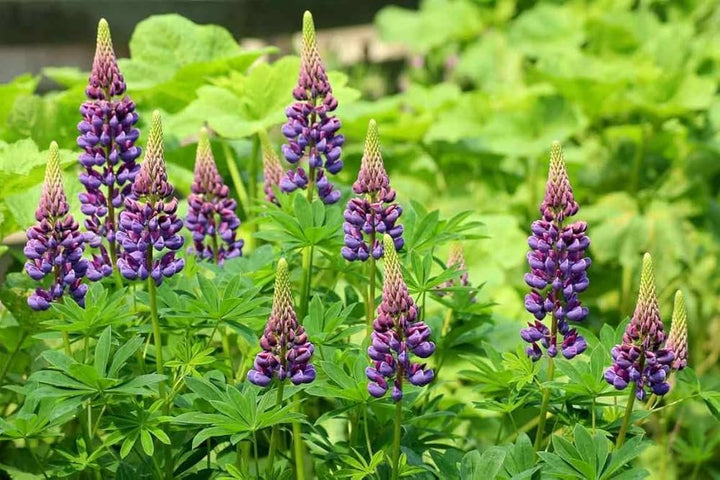 Lupinus Flower Seeds – Heirloom, Non-GMO, High Germination Seeds