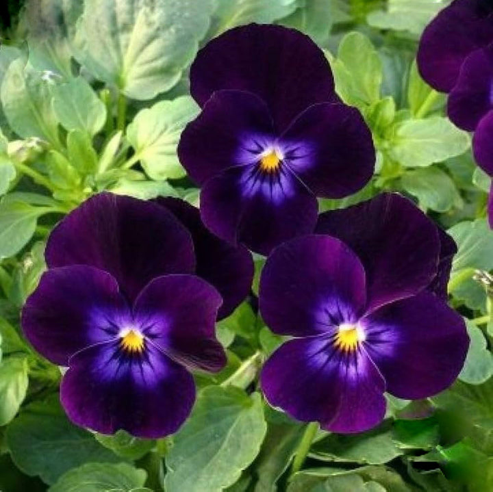 Giant Pansy Flower Seeds Violet – Heirloom, Non-GMO, High Germination Seeds