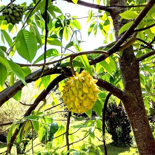 Yellow Rollinia Seeds – Heirloom, Non-GMO, High Germination Organic Garden Seeds
