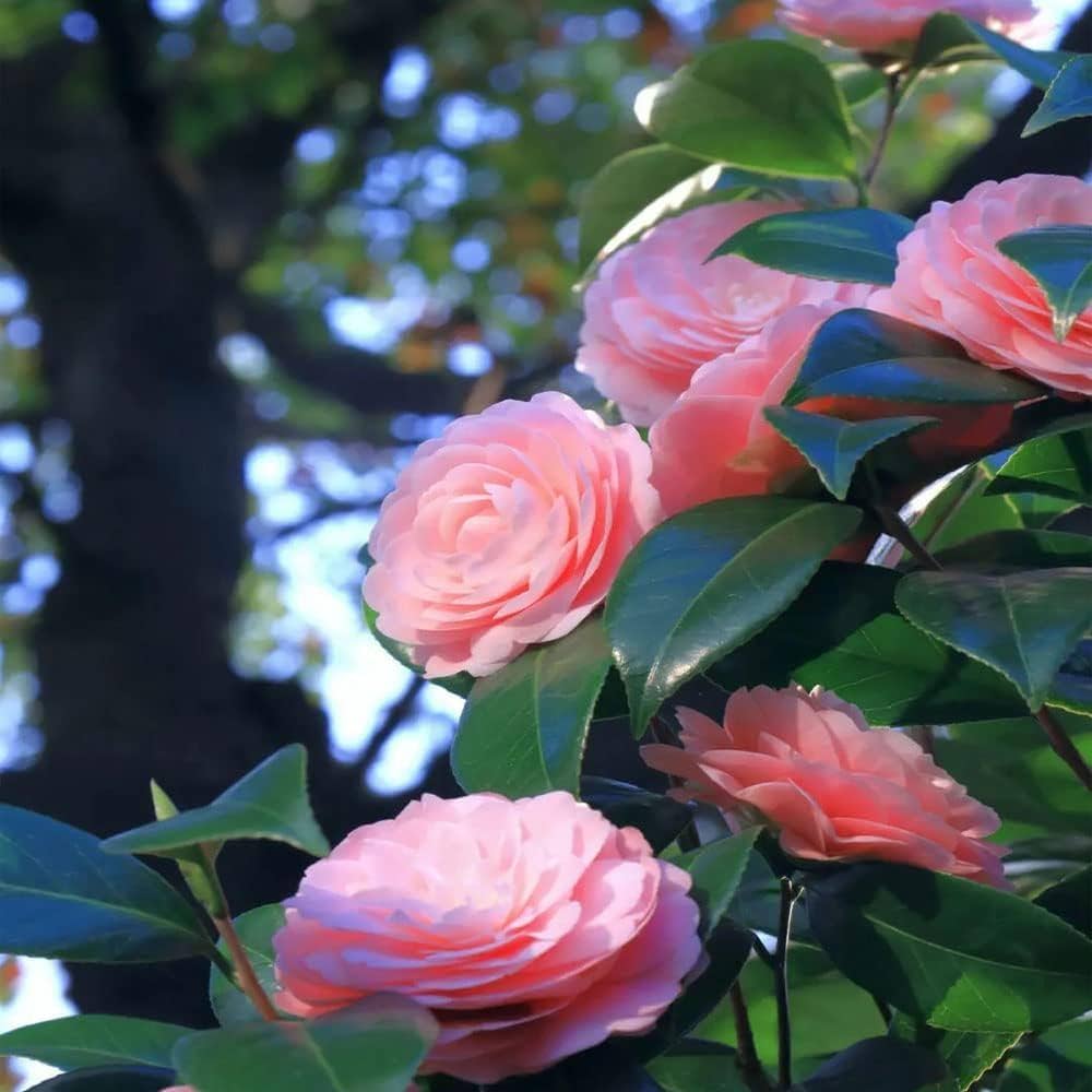 pink camellia flower seeds