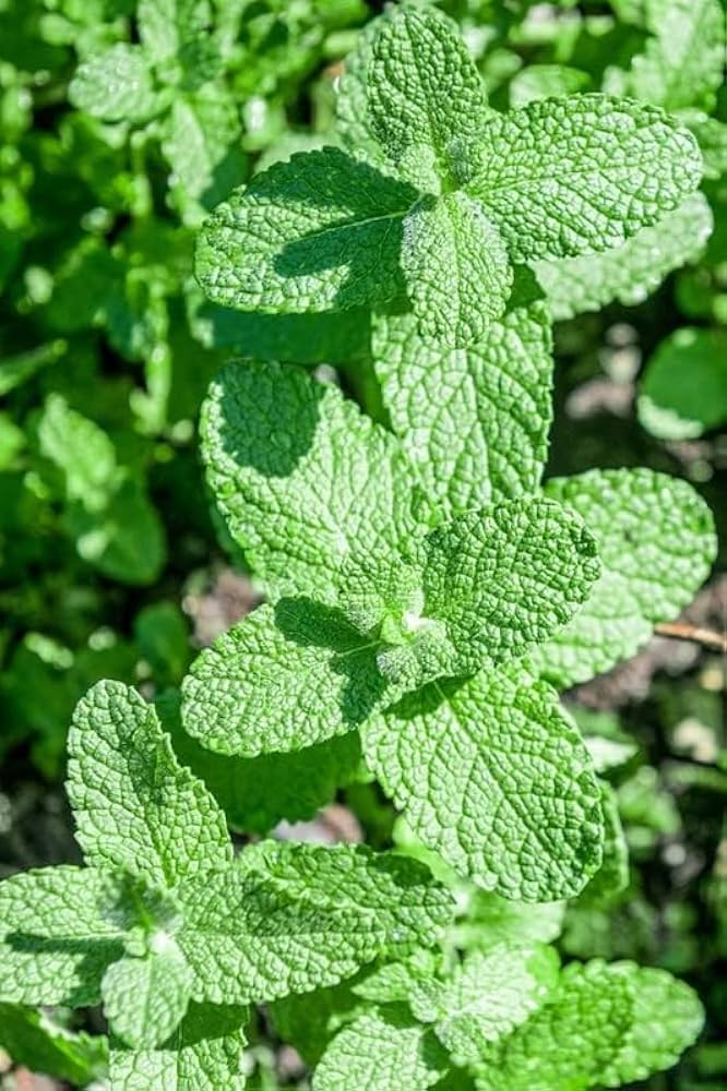 Apple Mint Herb Seeds for Planting – Heirloom Non-GMO High Germination Seeds