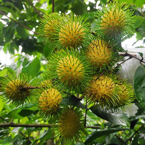 Yellow Rambutan Seeds – Heirloom, Non-GMO, High Germination Organic Garden Seeds