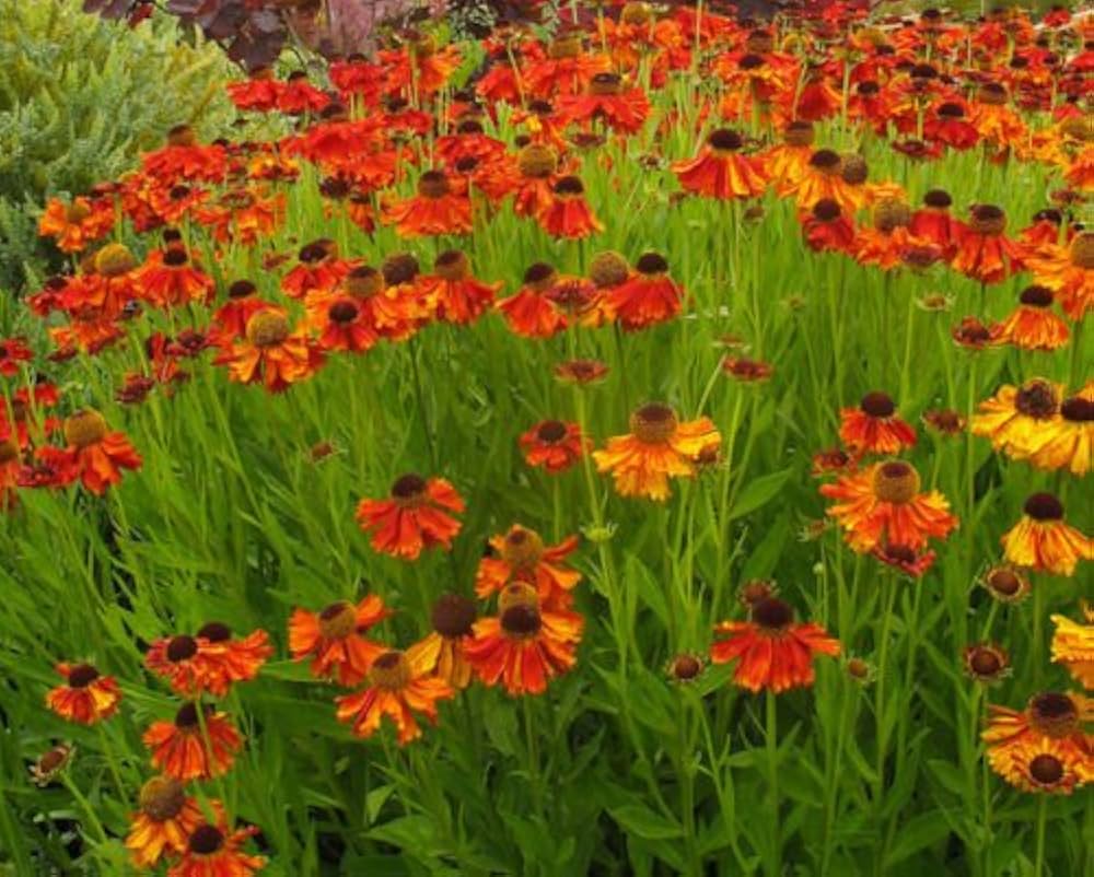 Herbstsonnenbraut Helenium herb seeds