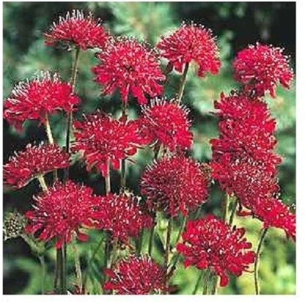 Pincushion Scabious Flower Seeds for Planting – Heirloom, Non-GMO High Germination Organic Garden Seeds