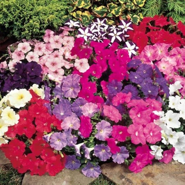 Petunia Flower Seeds for Planting