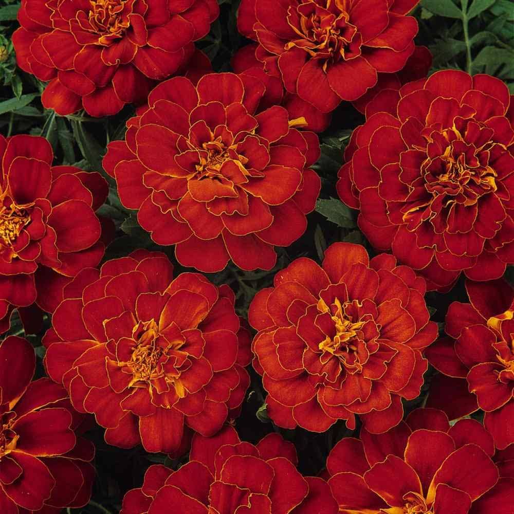 Marigold Flower Seeds Red – Heirloom, Non-GMO, High Germination Seeds for Planting