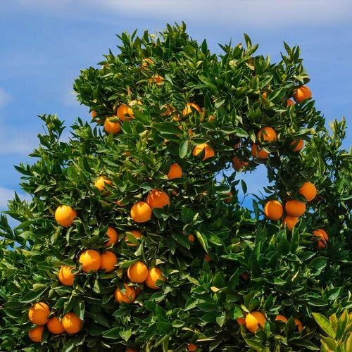 Orange Tree Seeds – Heirloom, Non-GMO, High Germination Organic Garden Seeds